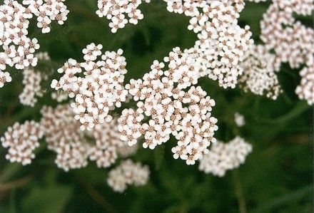 Yarrow (40k)