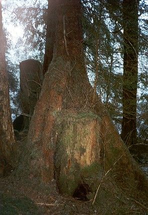 Russian Logging Remains II (45k)