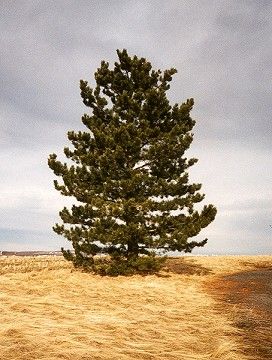 Pullman Pine (29k)