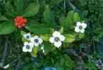 Ground Dogwood Flowers and Berries