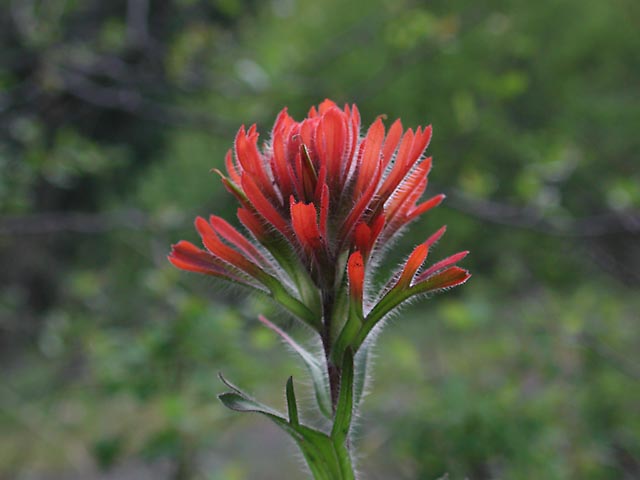 Harsh Paintbrush Castilleja hispida (49811 bytes)