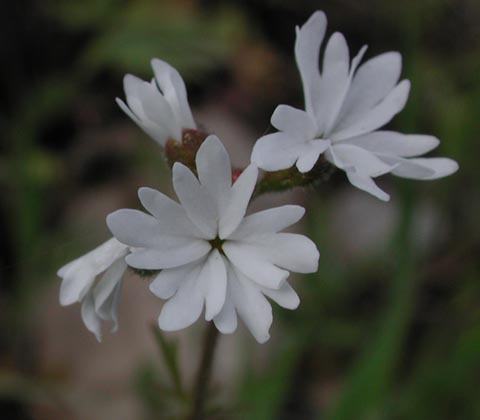 Woodland Star --Lithophragma ??? (35138 bytes)