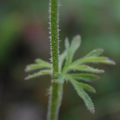 Stem and Leaf of Woodland Star (31179 bytes)