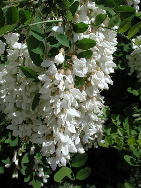 Locust Blossoms (90968 bytes)