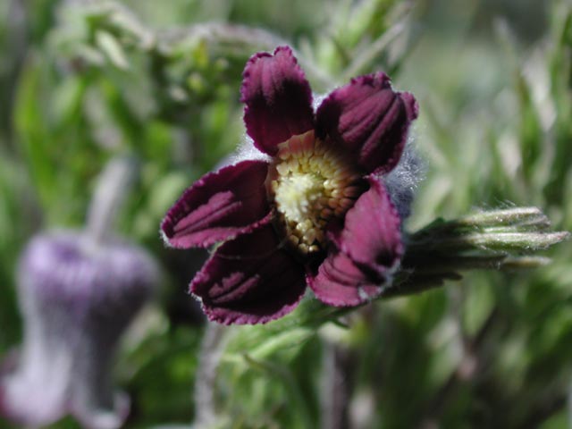 Unidentified Maroon Flower (52642 bytes)