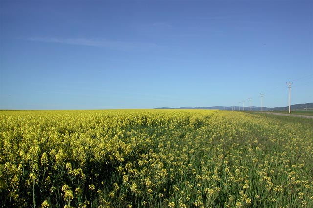 Rapeseed Field in Bloom (82447 bytes)