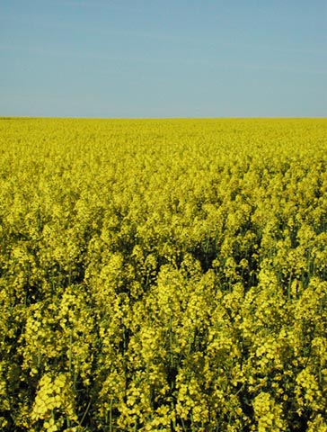 Rapeseed Field in Blooom II (81952 bytes)