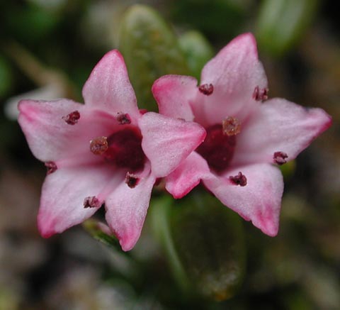 Alpine Azalea --Loiseleuria procumbens (41720 bytes)