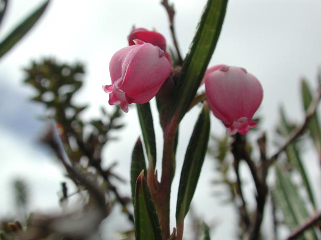 Bog Rosemary I --Andromeda polifolia (52379 bytes)