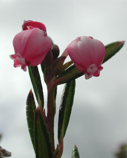 Bog Rosemary II --Andromeda polifolia (42908 bytes)