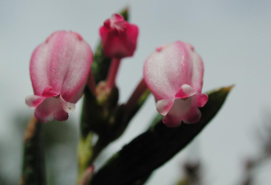 Bog-Rosemary III --Andromeda polifolia (54262 bytes)