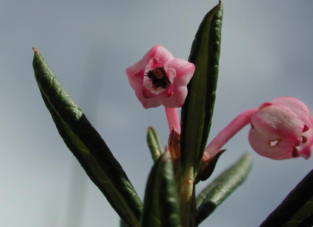 Bog-Rosemary IV --Andromeda polifolia (43277 bytes)