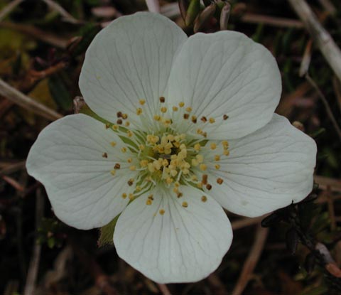 Cloudberry Flower --Rubus chamaemorus (44468 bytes)