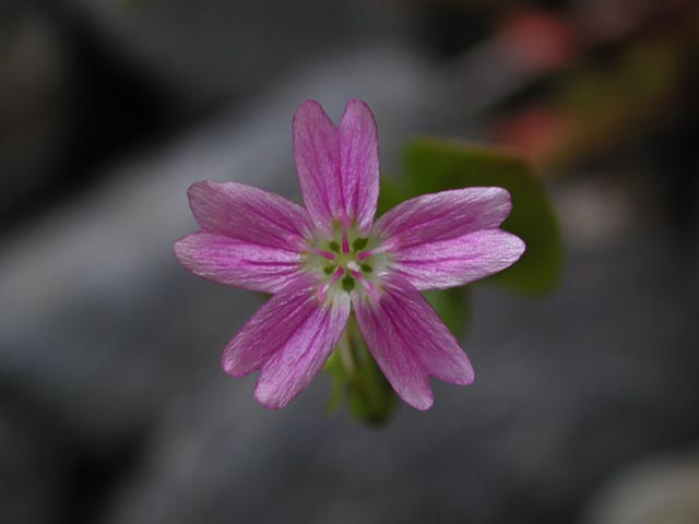 Siberian Miner's Lettuce <br> <i>Claytonia sibirica</i> (39357 bytes)