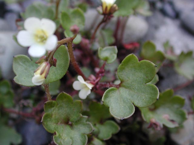 White Flower Leaf (53814 bytes)