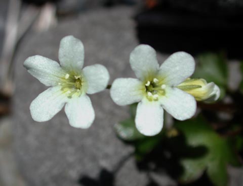 White Flowers (34777 bytes)