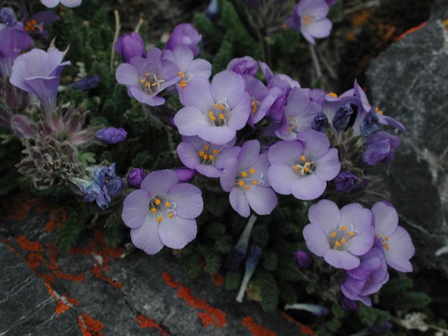 Sky Pilot --Polemonium viscosum (68760 bytes)