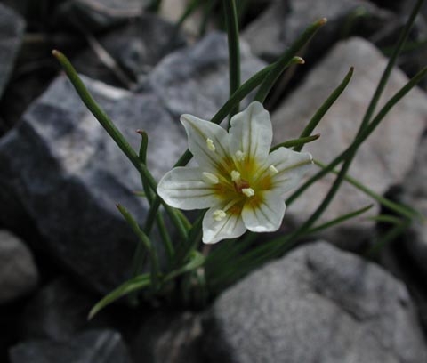 Unidentified Small White Flower (41883 bytes)