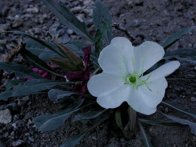 Evening Primrose  <br><i>Oenothera caespitosa</i>(71090 bytes)