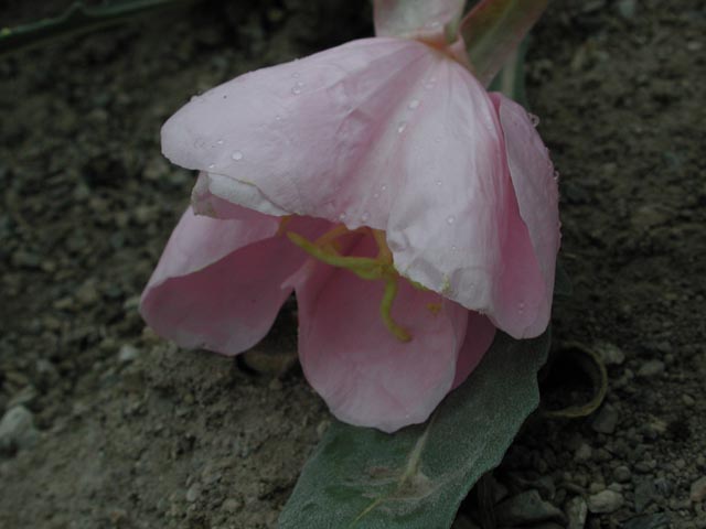 Wilting Evening Primrose (51737 bytes)