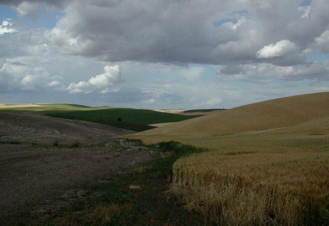 Fields Along Enos Road (51146 bytes)