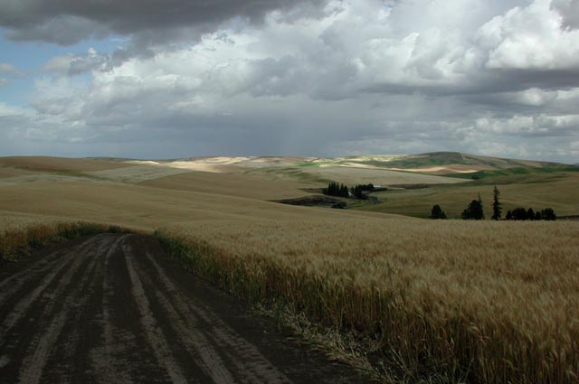 Looking East on Enos Road (53787 bytes)