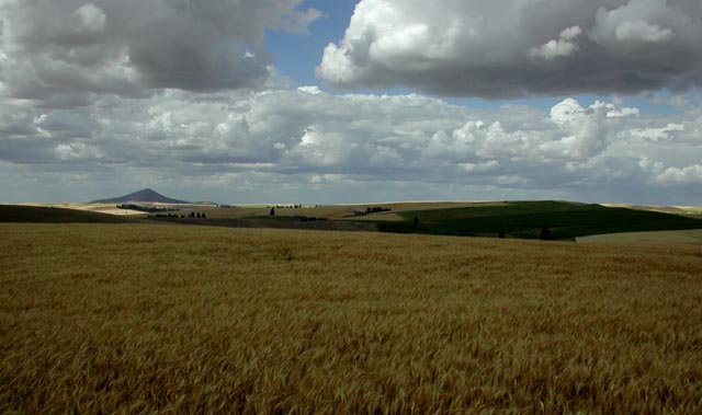 Looking North from Enos Road (56649 bytes)