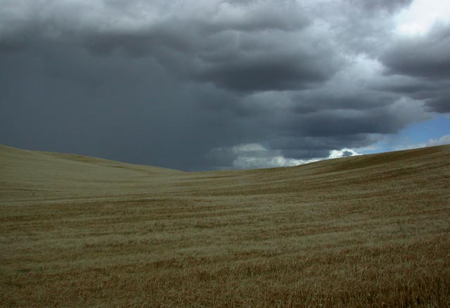 Grain Under Heavy Skies (50076 bytes)