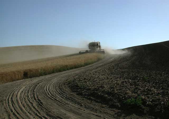 Harvest Along McGreevy Road (25686 bytes)