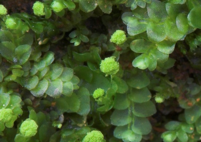 https://www.nawwal.org/~mrgoff/photojournal/2006/sum/pictures/06-16p04bryophyte.jpg
